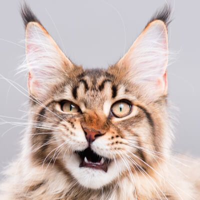 Kedi Köpek Ağız ve Diş Sağlığı Bakımı