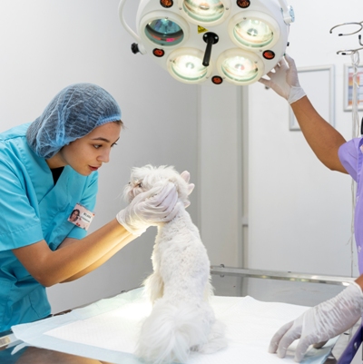 Kedi Köpek Cerrahi Operasyon